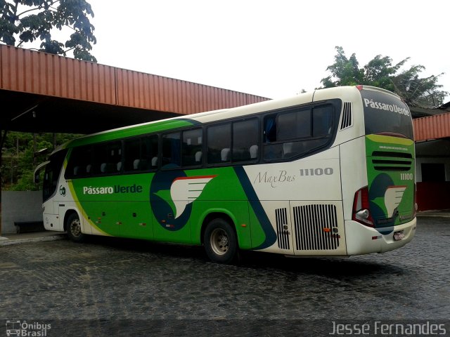 Pássaro Verde 11100 na cidade de Manhuaçu, Minas Gerais, Brasil, por Jessé Fernandes. Número da foto: #2213583.