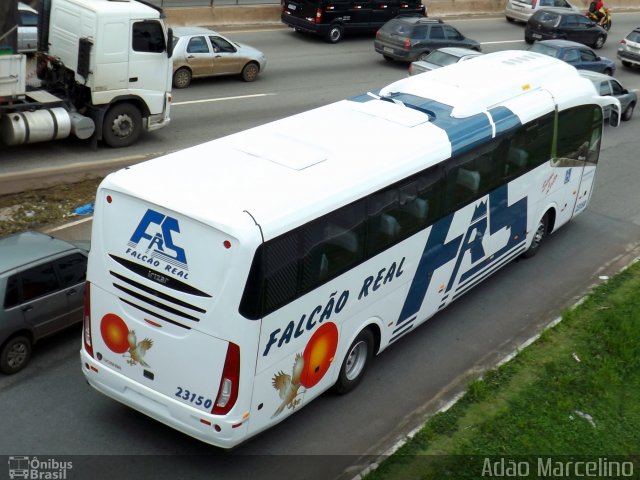 Falcão Real 23150 na cidade de Belo Horizonte, Minas Gerais, Brasil, por Adão Raimundo Marcelino. ID da foto: 2256497.