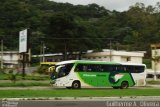 Pássaro Verde 11093 na cidade de Manhuaçu, Minas Gerais, Brasil, por Guilherme A.  Oliveira. Número da foto: #:id.
