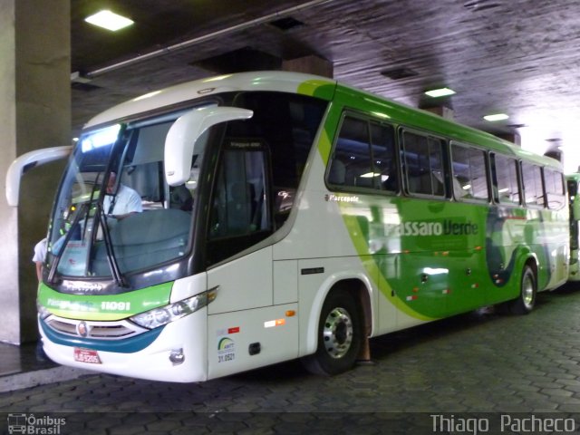 Pássaro Verde 11091 na cidade de Belo Horizonte, Minas Gerais, Brasil, por Thiago  Pacheco. Número da foto: #1804125.