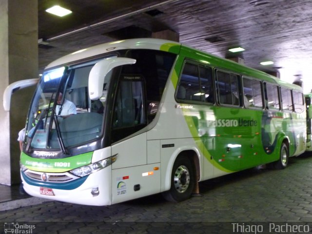 Pássaro Verde 11091 na cidade de Belo Horizonte, Minas Gerais, Brasil, por Thiago  Pacheco. ID da foto: 1804125.