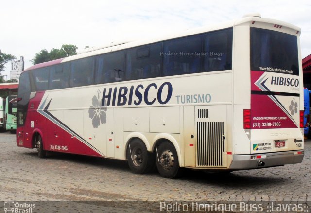 Hibisco Turismo 1000 na cidade de Ribeirão Vermelho, Minas Gerais, Brasil, por Pedro Henrique Gumercindo da Silva. Número da foto: #1882624.