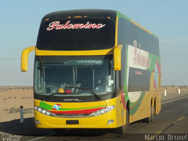 Expreso Internacional Palomino CAMPIONE DD na cidade de , por Marcio  Bruxel. Número da foto: #2073463.